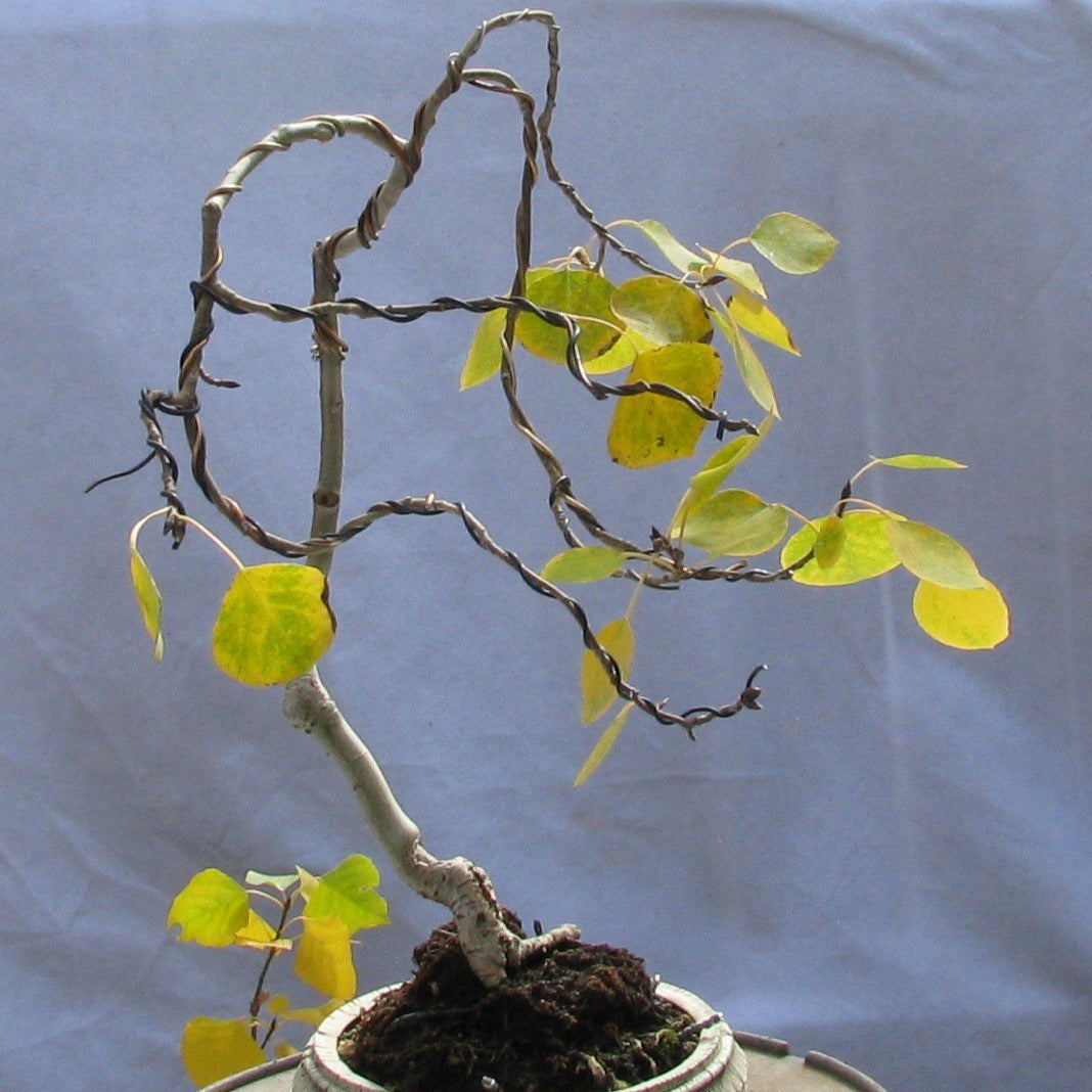 Golden Quaking Aspen Tree Seeds