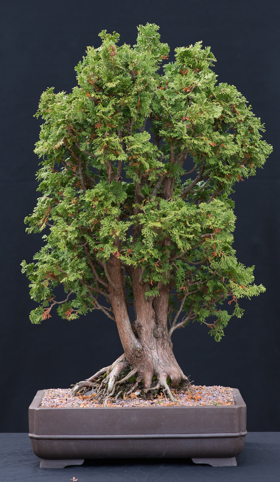 Arborvitae Tree Seeds