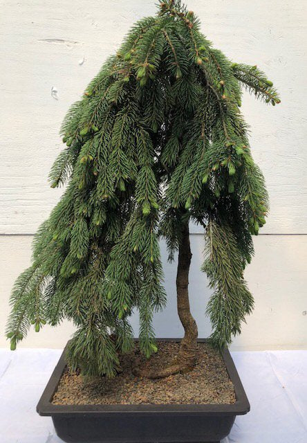 Weeping Spruce / Temple Juniper Tree Seeds