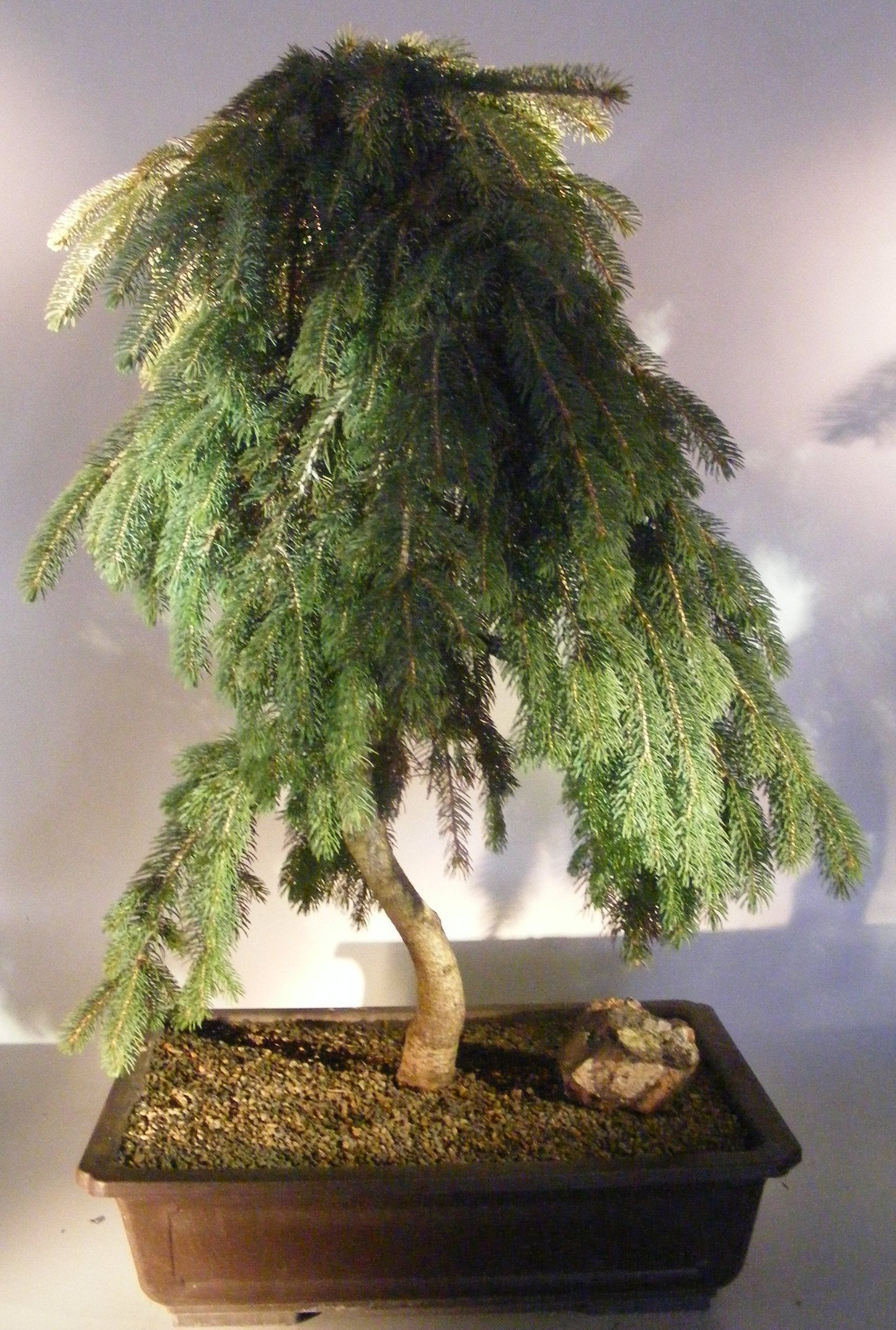 Weeping Spruce / Temple Juniper Tree Seeds