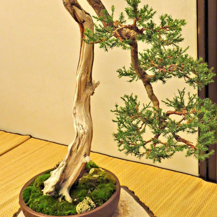 Eastern Red Cedar Tree Seeds