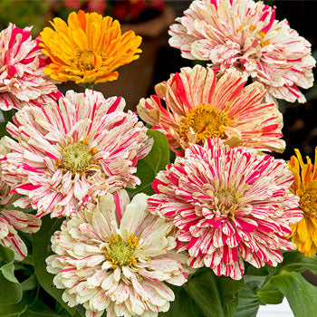 Candy Cane Zinnia Flower Seeds