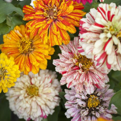 Candy Cane Zinnia Flower Seeds