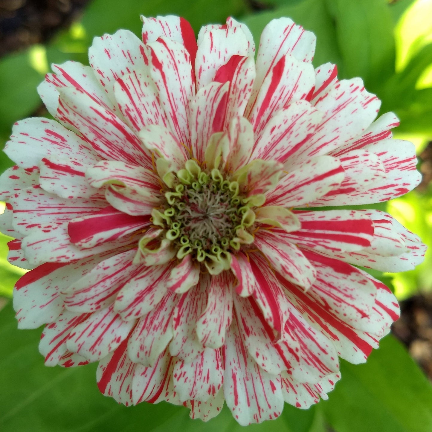 Candy Cane Zinnia Flower Seeds