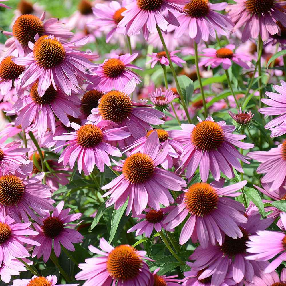 Echinacea Purple Coneflower Seeds