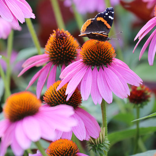 Echinacea Purple Coneflower Seeds