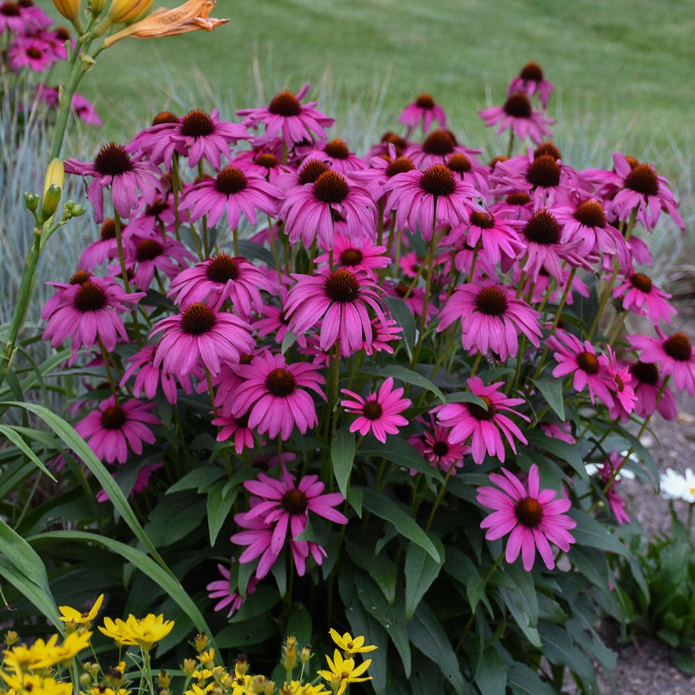 Echinacea Purple Coneflower Seeds