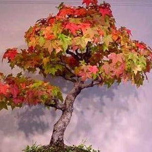 Sugar Maple Tree Seeds