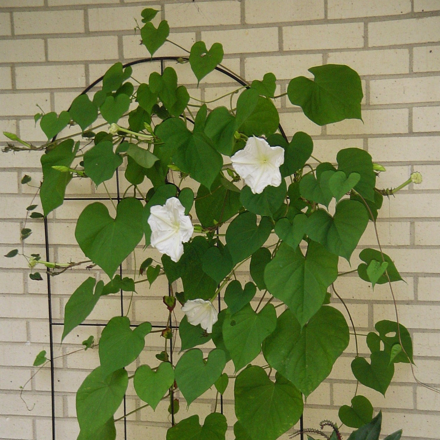 moonflower seed planting Moonflower Plant Seeds – Garden & Glimmer