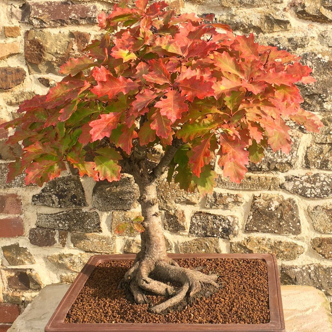 Scarlet Red Oak Tree Seeds