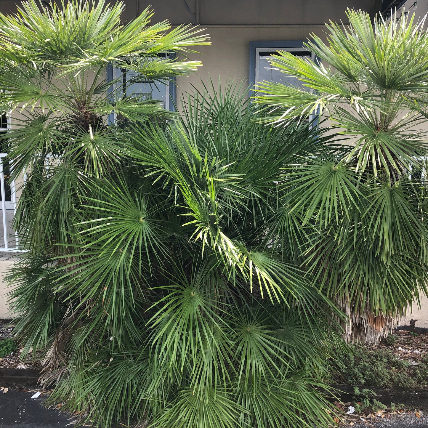 European Fan Palm Tree Seeds