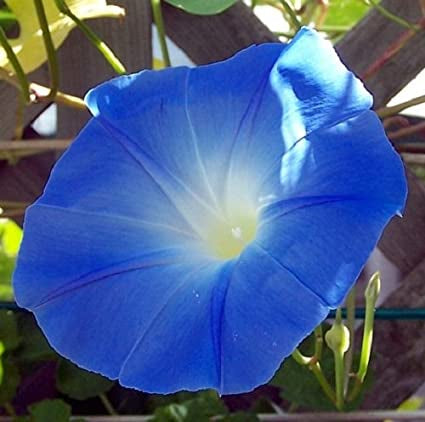 Blue Morning Glory Plant Seeds