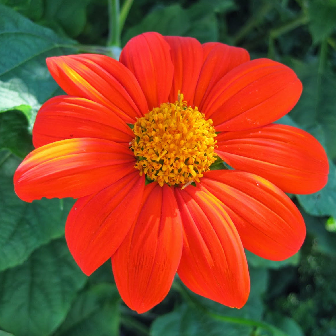 Tithonia Mexican Torch Sunflower Seeds