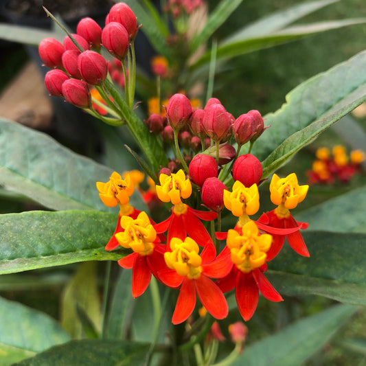 Tropical Milkweed Plant Seeds