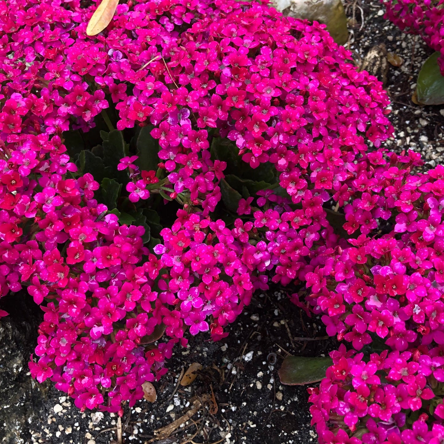 Magic Carpet Creeping Thyme Ornamental Groundcover Seeds