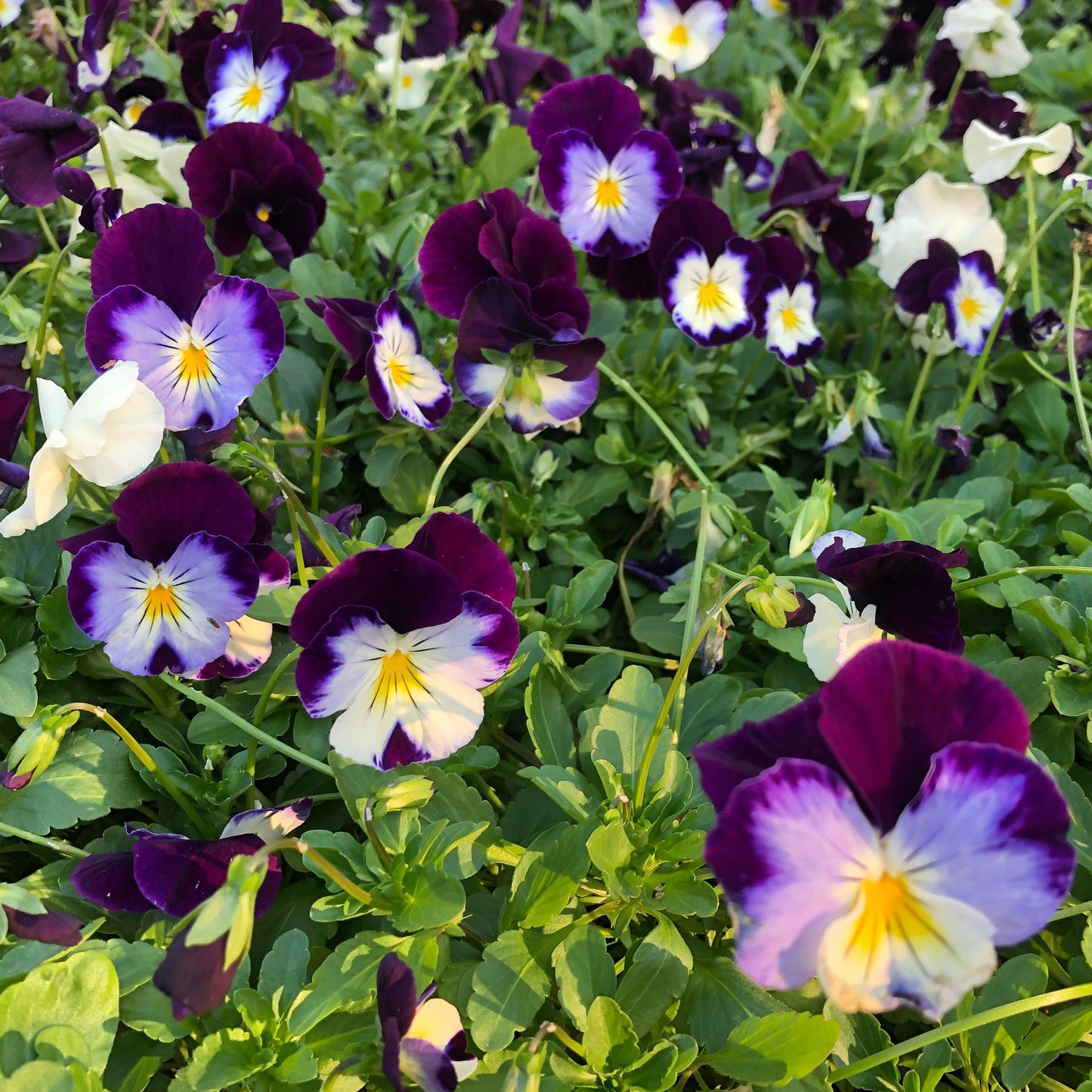 Johnny Jump Up Flower Seeds