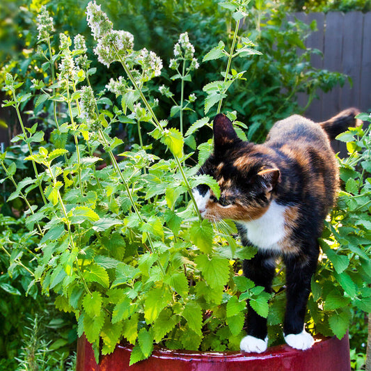 Catnip Plant Seeds