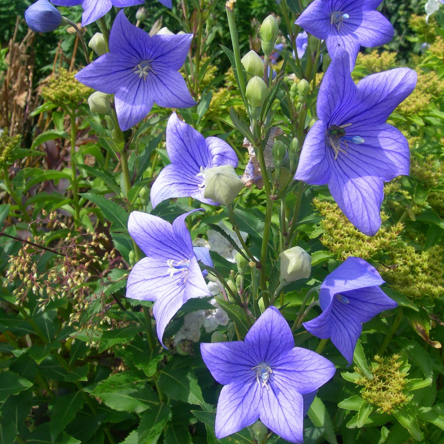 Balloon Flower Seeds