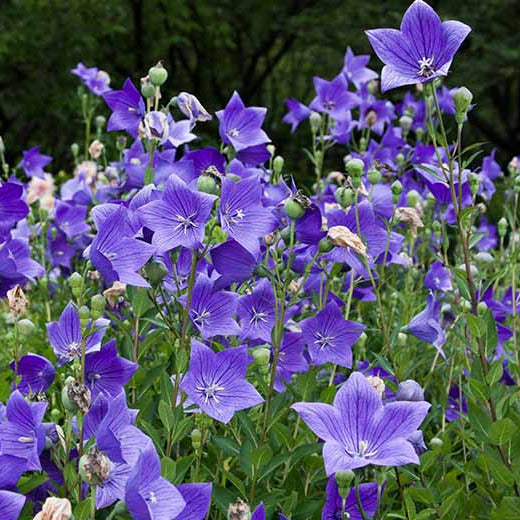 Balloon Flower Seeds