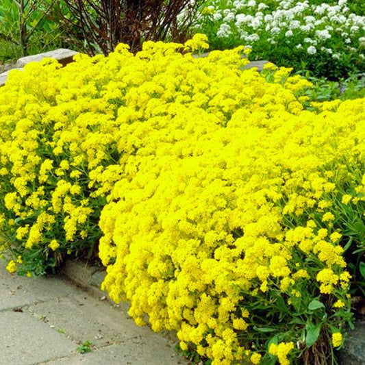 Alyssum "Basket of Gold" Ornamental Groundcover Seeds