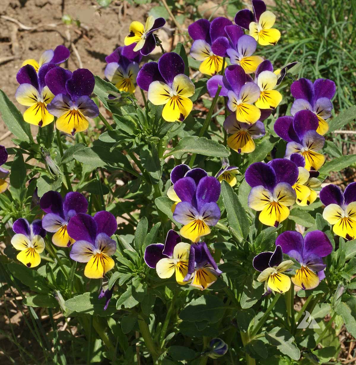 Johnny Jump Up Flower Seeds