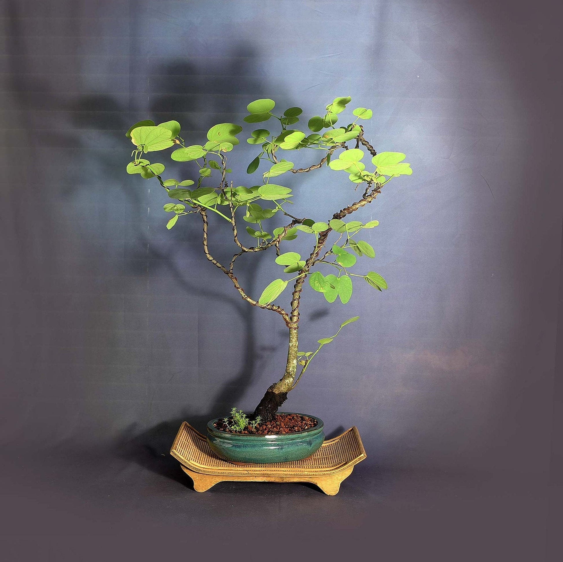 orchid tree bonsai Hong Kong Orchid Tree Seeds – Garden & Glimmer