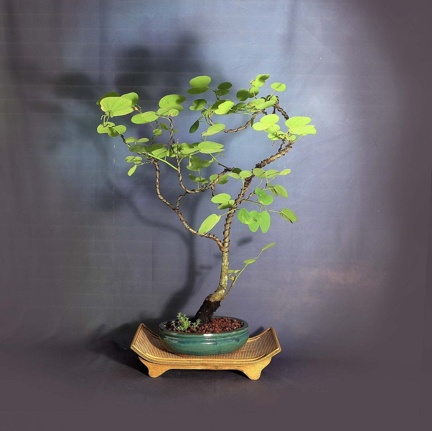 Hong Kong Orchid Tree Seeds
