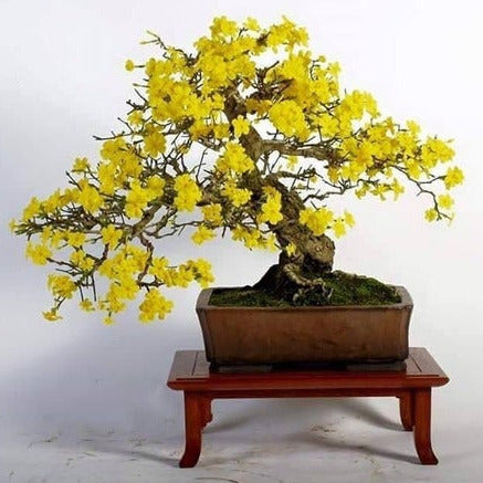 Golden Trumpet Tabebuia Tree Seeds