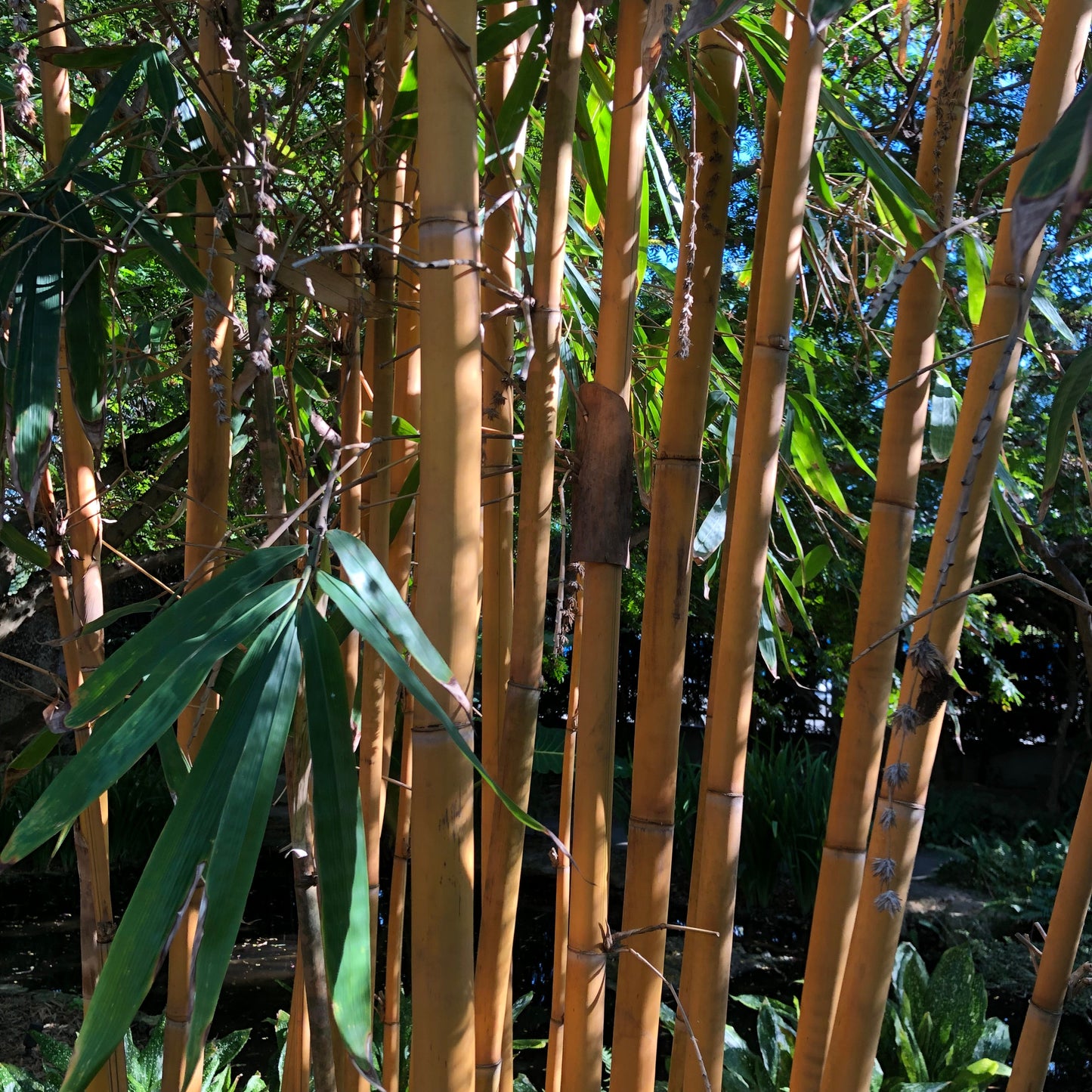 Golden Bamboo Plant Seeds