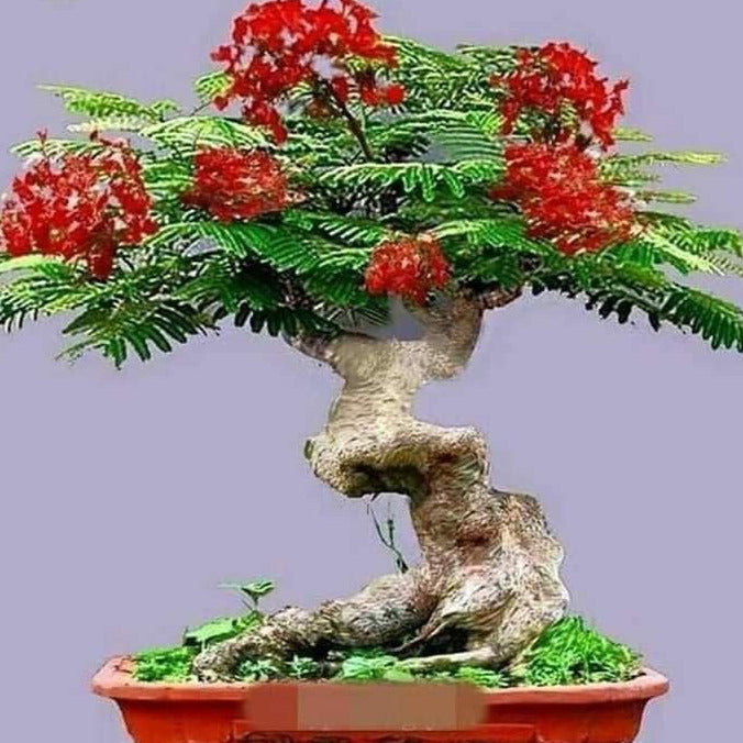 royal poinciana bonsai tree Royal Poinciana Tree Seeds – Garden & Glimmer