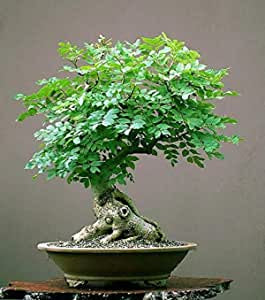 Moringa Drumstick Tree Seeds