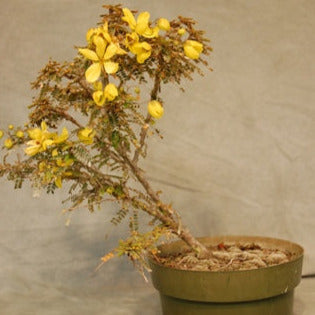 Golden Cassia Tree Seeds