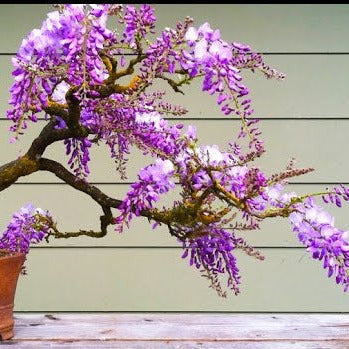 Jacaranda Tree Seeds