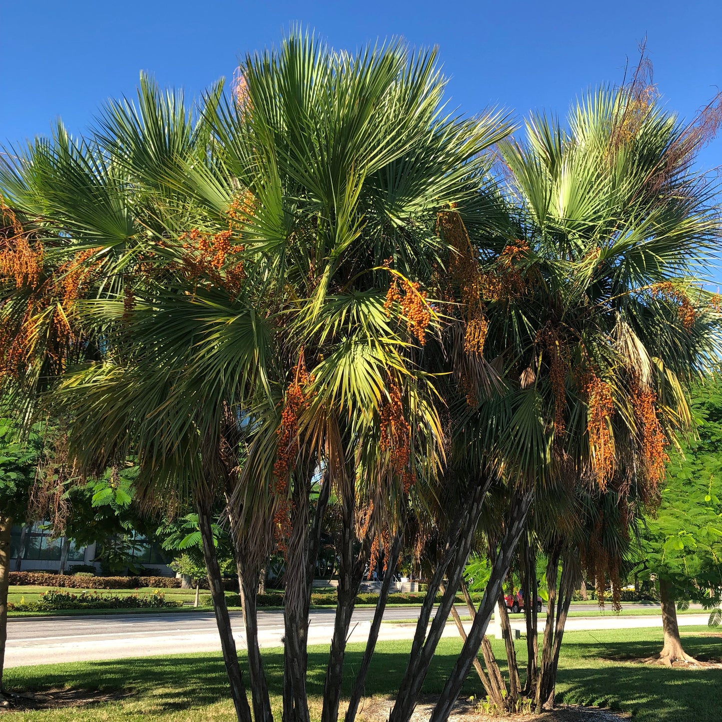 Paurotis Palm Tree Seeds