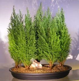 Italian Cypress Tree Seeds