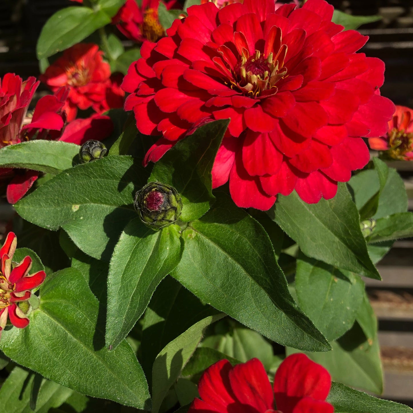 Pumila Zinnia Flower Seeds