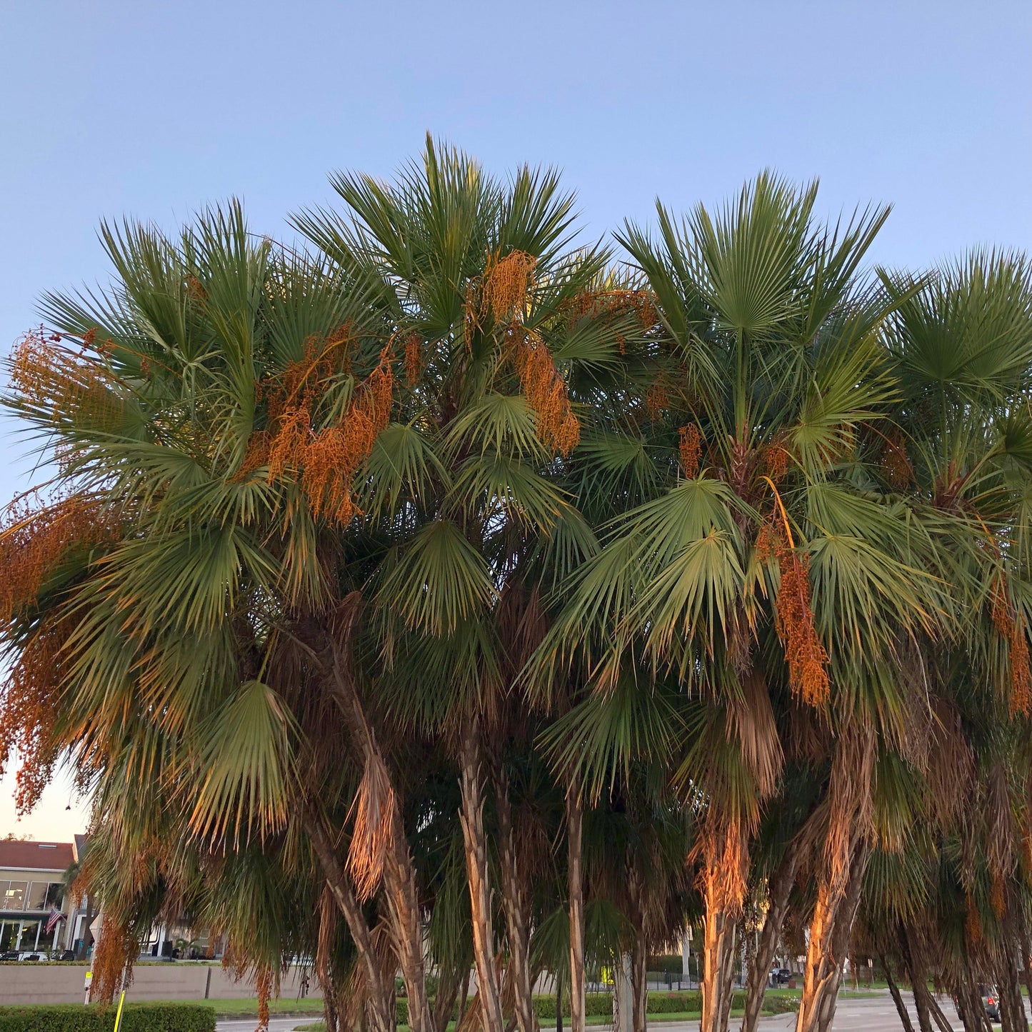 Paurotis Palm Tree Seeds