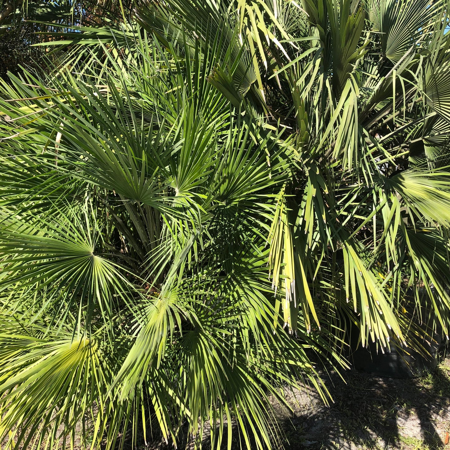 European Fan Palm Tree Seeds