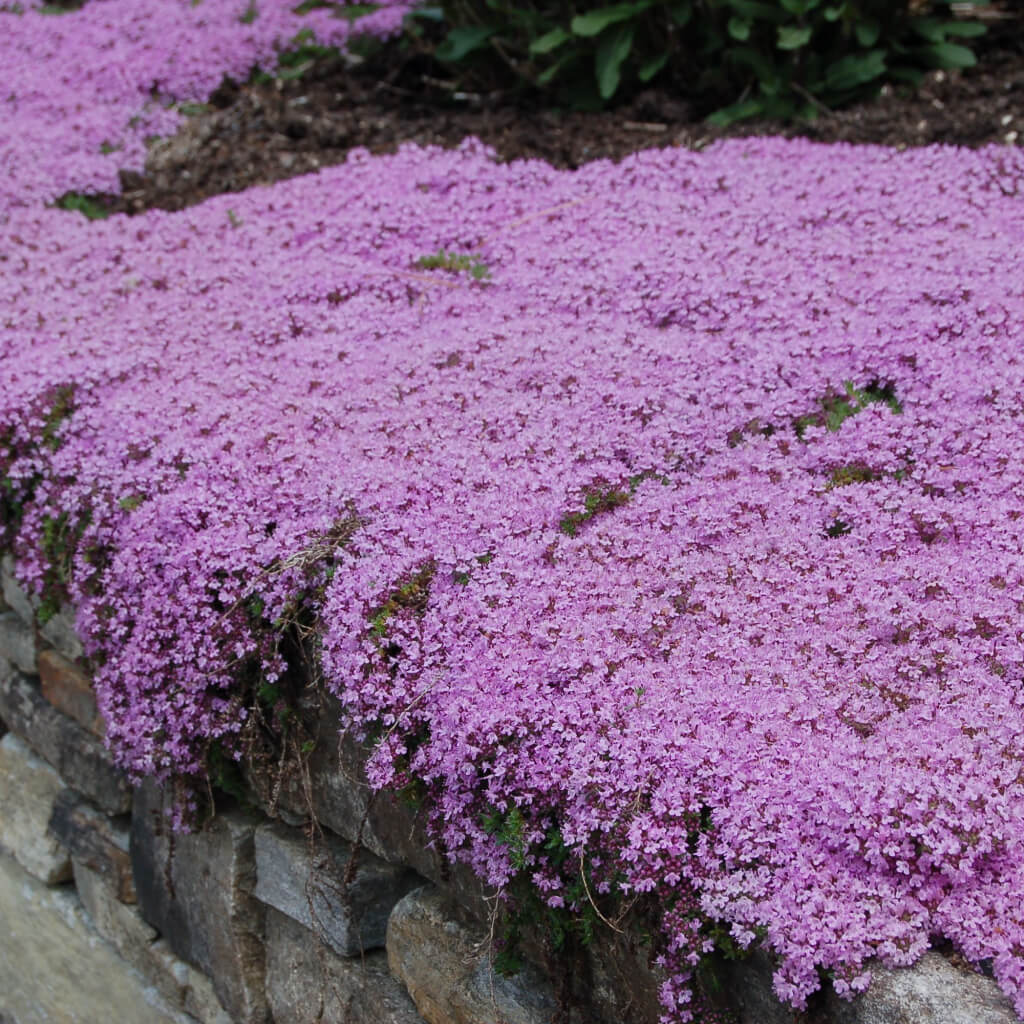 Mother Creeping Thyme Ornamental Groundcover Seeds