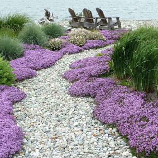 Mother Creeping Thyme Ornamental Groundcover Seeds