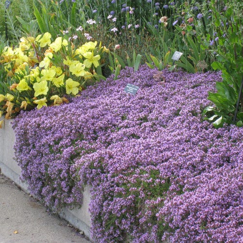 Mother Creeping Thyme Ornamental Groundcover Seeds