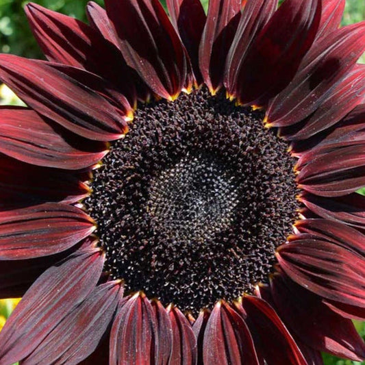 Chocolate Cherry Sunflower Plant Seeds
