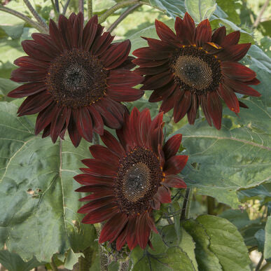 Chocolate Cherry Sunflower Plant Seeds