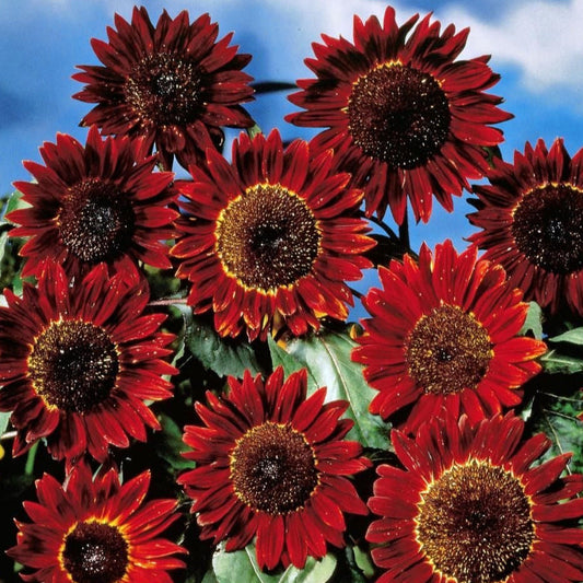 Rising Red Sunflower Plant Seeds