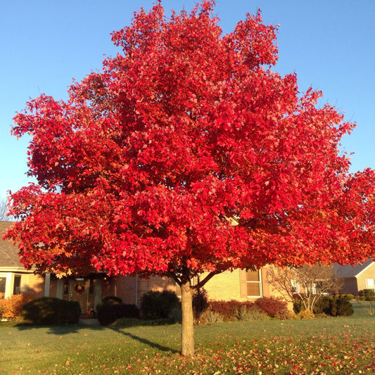 Red Maple Tree Seeds (Southern)