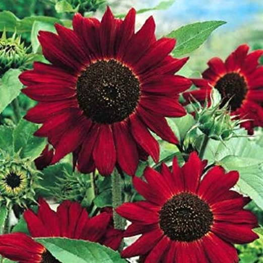 Rising Red Sunflower Plant Seeds
