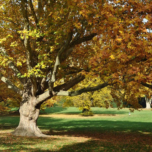 American Sycamore Tree Seeds