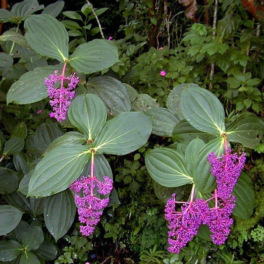 Pink Chandelier Tree Seeds