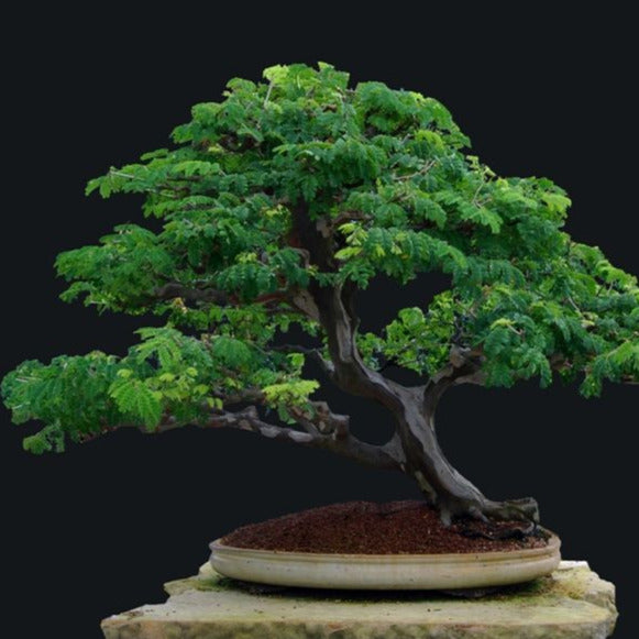 brazilian rain tree bonsai for sale Brazilian Rain Tree Seeds – Garden & Glimmer