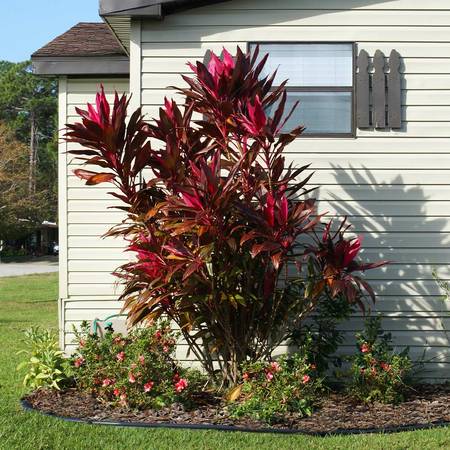 Calypso Queen Cordyline Ti Plant Seeds